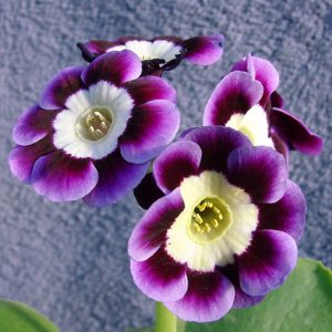 x auricula Gaby-0