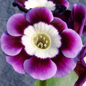 x auricula Gaby-1629