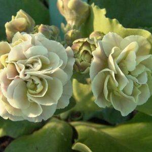 x auricula Gaia-2317