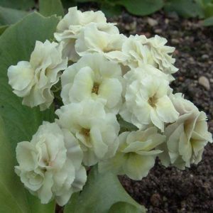 x auricula Gaia-2318