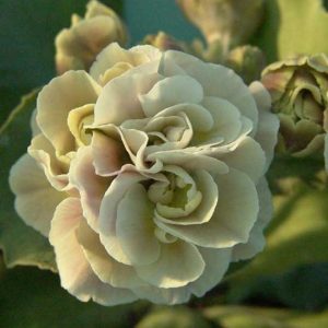 x auricula Gaia-0