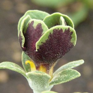 x auricula Geldersome Green-1503