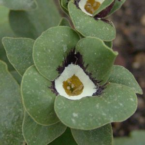 x auricula Geldersome Green-0