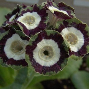 x auricula Glencoe-0