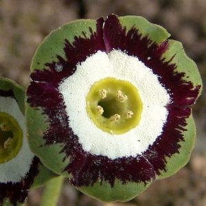 x auricula Glencoe-1509