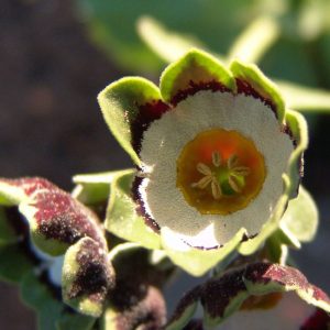 x auricula Gleneagles-1513
