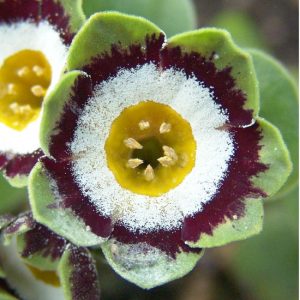 x auricula Gleneagles-0