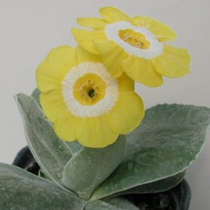 x auricula Golden Fleece-0