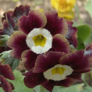 x auricula Grandad´s Favourite-1638