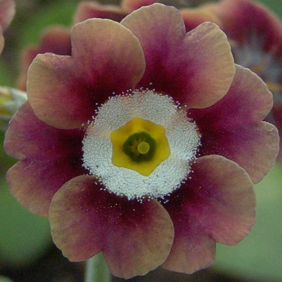 x auricula Grandad´s Favourite-0