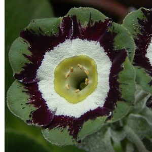 x auricula Gruener Veltliner-1520