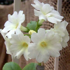 x auricula Harlow Car-0