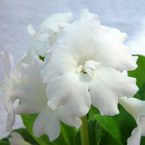 x auricula Harlow Car-1641