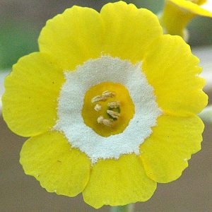 x auricula Harvest Glow-0