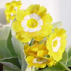 x auricula Helen-1860