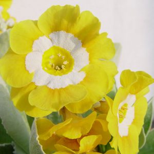 x auricula Helen-0