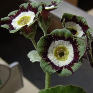 x auricula Holyrood-1525