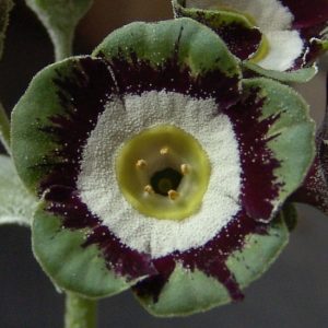 x auricula Holyrood-0