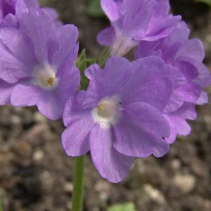 x pubescens ' Hyacinth '-1568