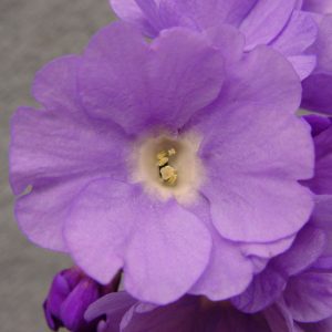 x pubescens ' Hyacinth '-0