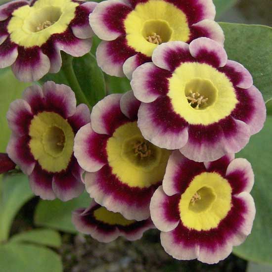 x auricula ' Jean Fielder '-0