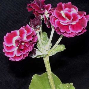 x auricula Lancelot-0