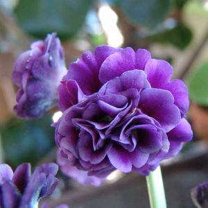 x auricula Lester-2340