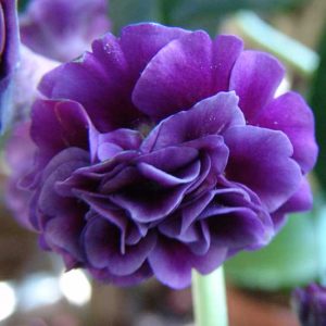 x auricula Lester-0