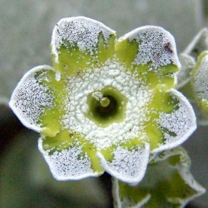 x auricula Limone-0