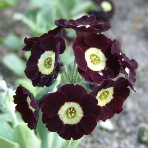 x auricula Lintz-0