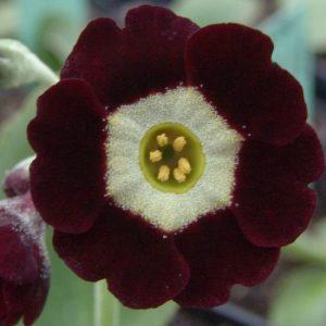 x auricula Lintz-1650