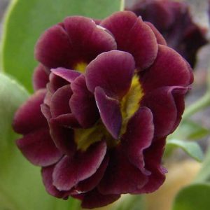 x auricula Little Rosetta-2345