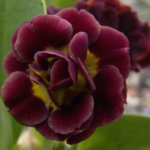 x auricula Little Rosetta-0