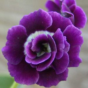 x auricula Marie Crouse-2347