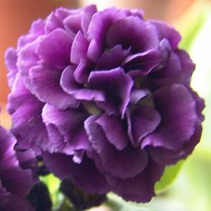 x auricula Marie Crouse-0