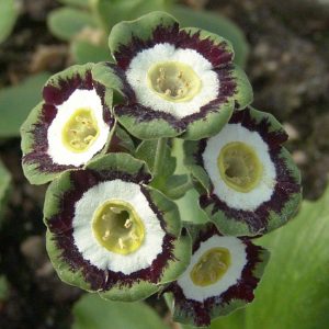 x auricula Marmion-0