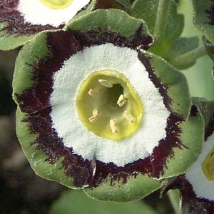 x auricula Marmion-1529