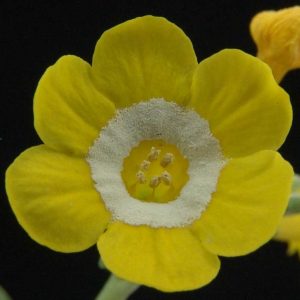 x auricula Mary Zac-0