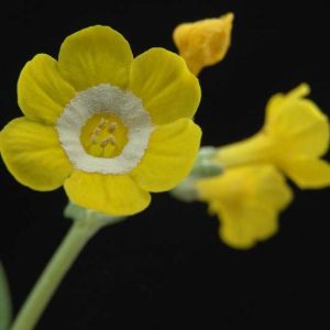 x auricula Mary Zac-1867