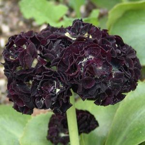 x auricula Matthew Yates-2349