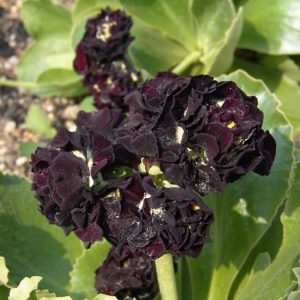 x auricula Matthew Yates-2351