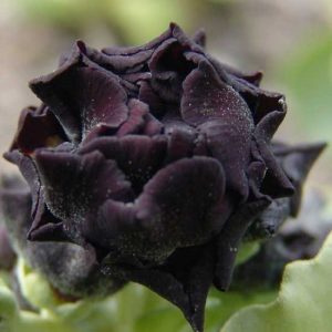 x auricula Matthew Yates-0