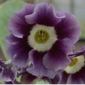 x auricula McWatts Blue-1660