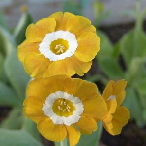 x auricula Melody-1872