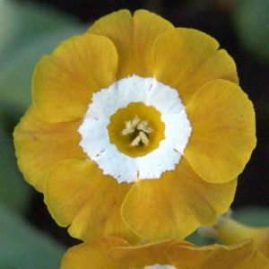 x auricula Melody-0