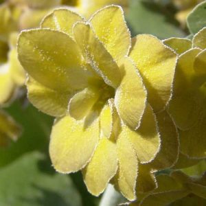 x auricula Mish-Mish-2356