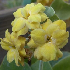 x auricula Mish-Mish-2357