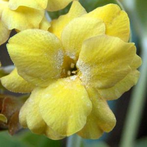 x auricula Mish-Mish-0