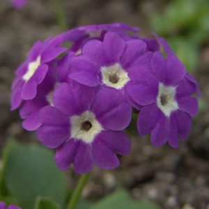 x pubescens ' Mrs. J.H.Wilson '-1571