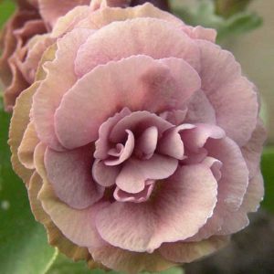 x auricula Nona-0